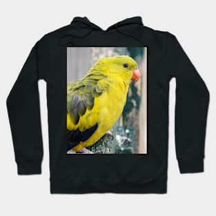 Regent Parrot Hoodie